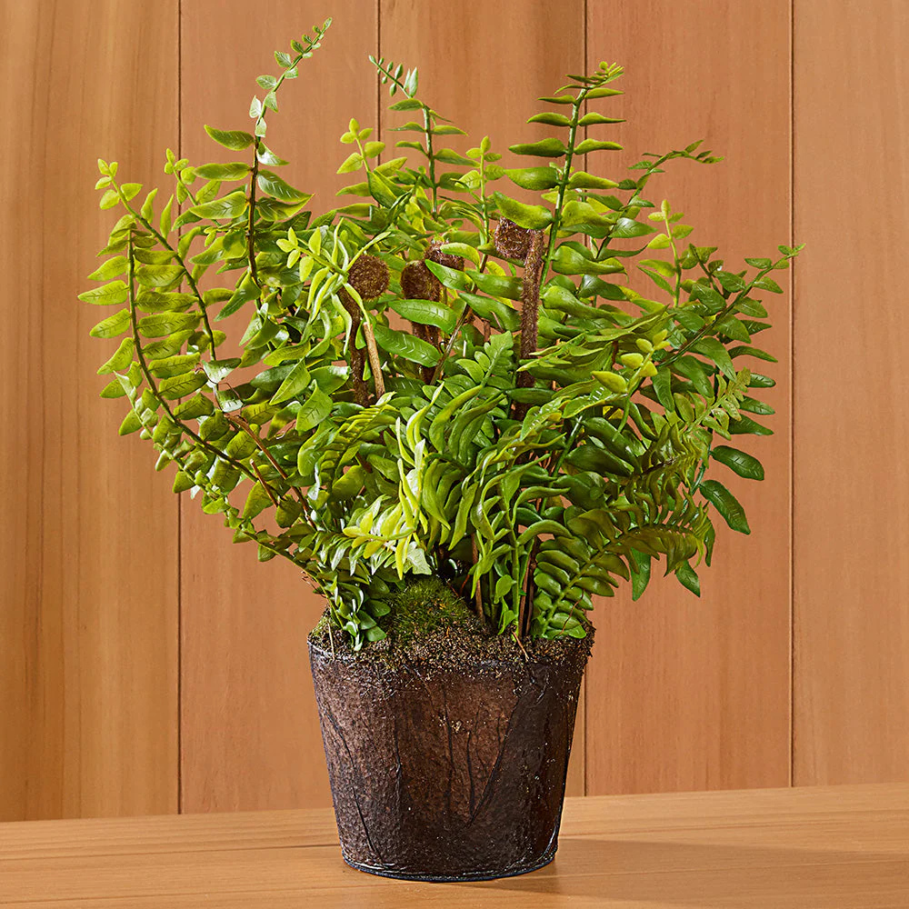 Boston Fern Drop-In