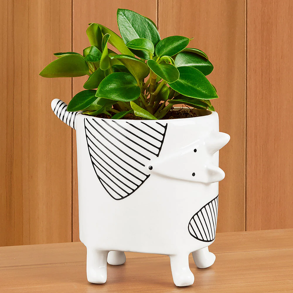 Ceramic "Chappy" Planter - Image 2