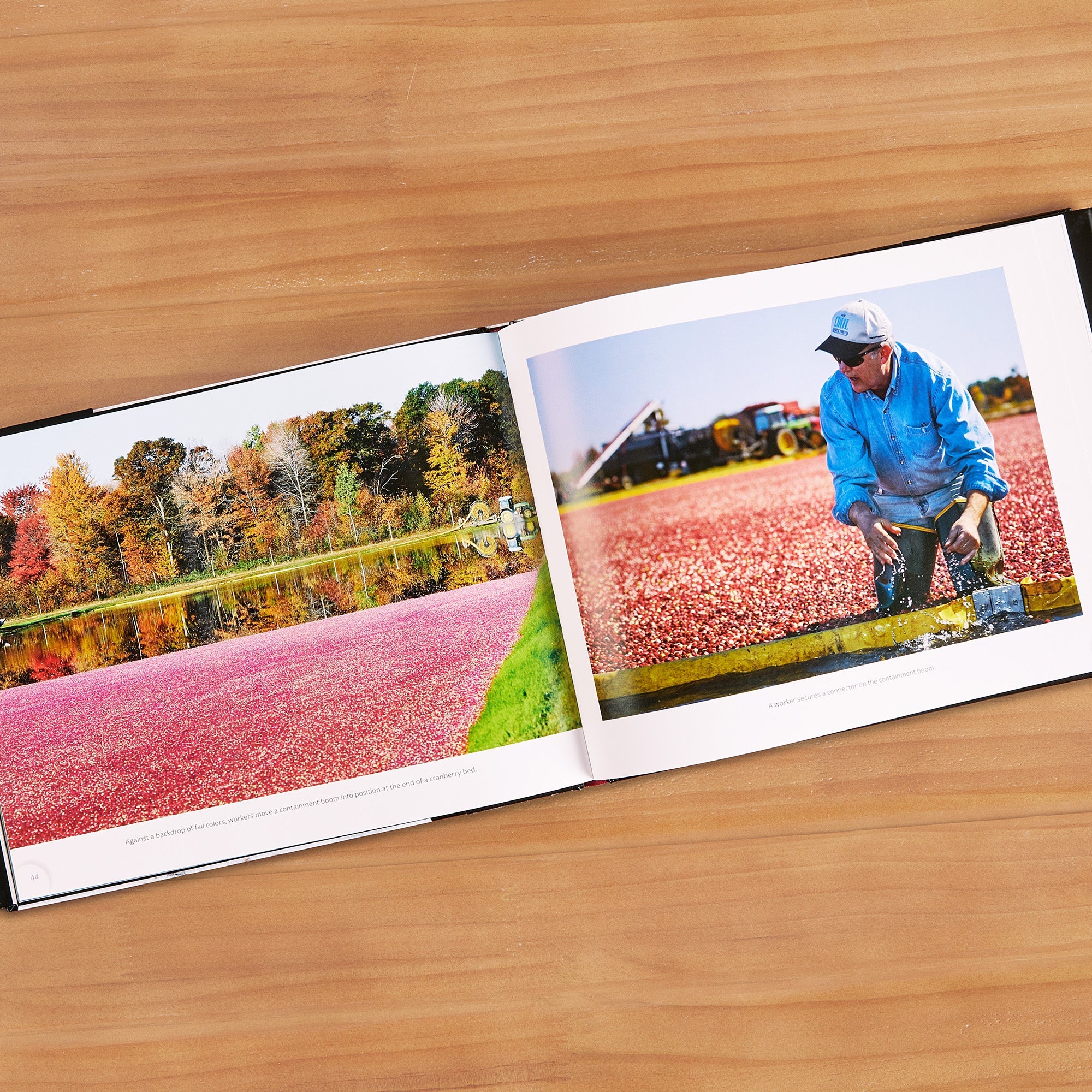 "Cranberries Revealed: A Visual Journey" by Wayne R. Martin - Image 2