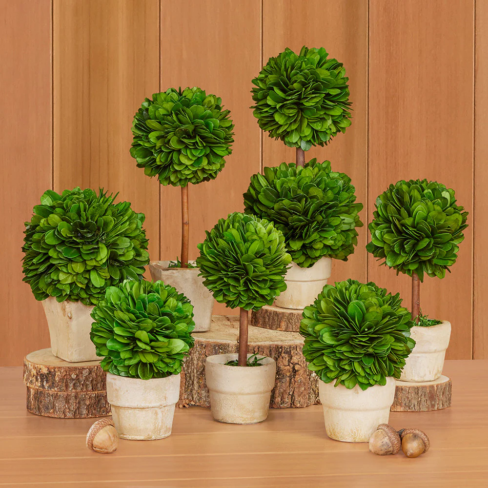 Mini Preserved Boxwood Topiaries - Image 10