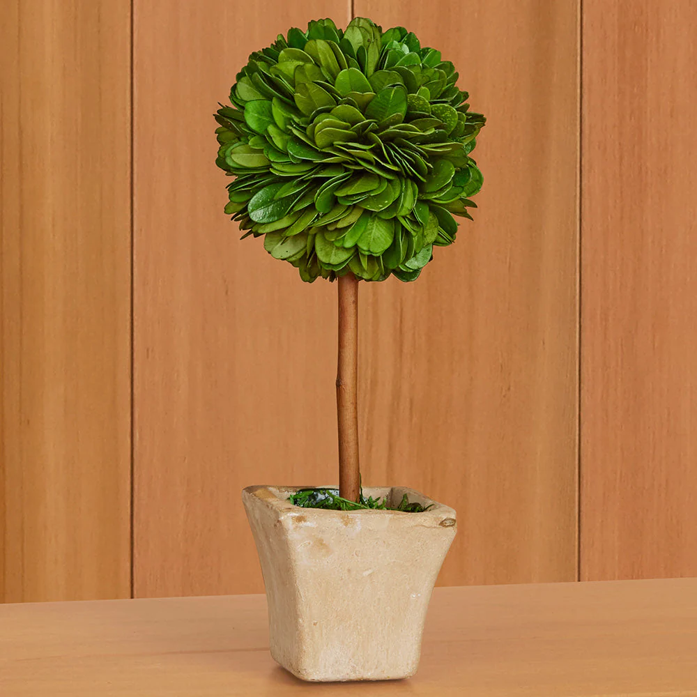 Mini Preserved Boxwood Topiaries - Image 8