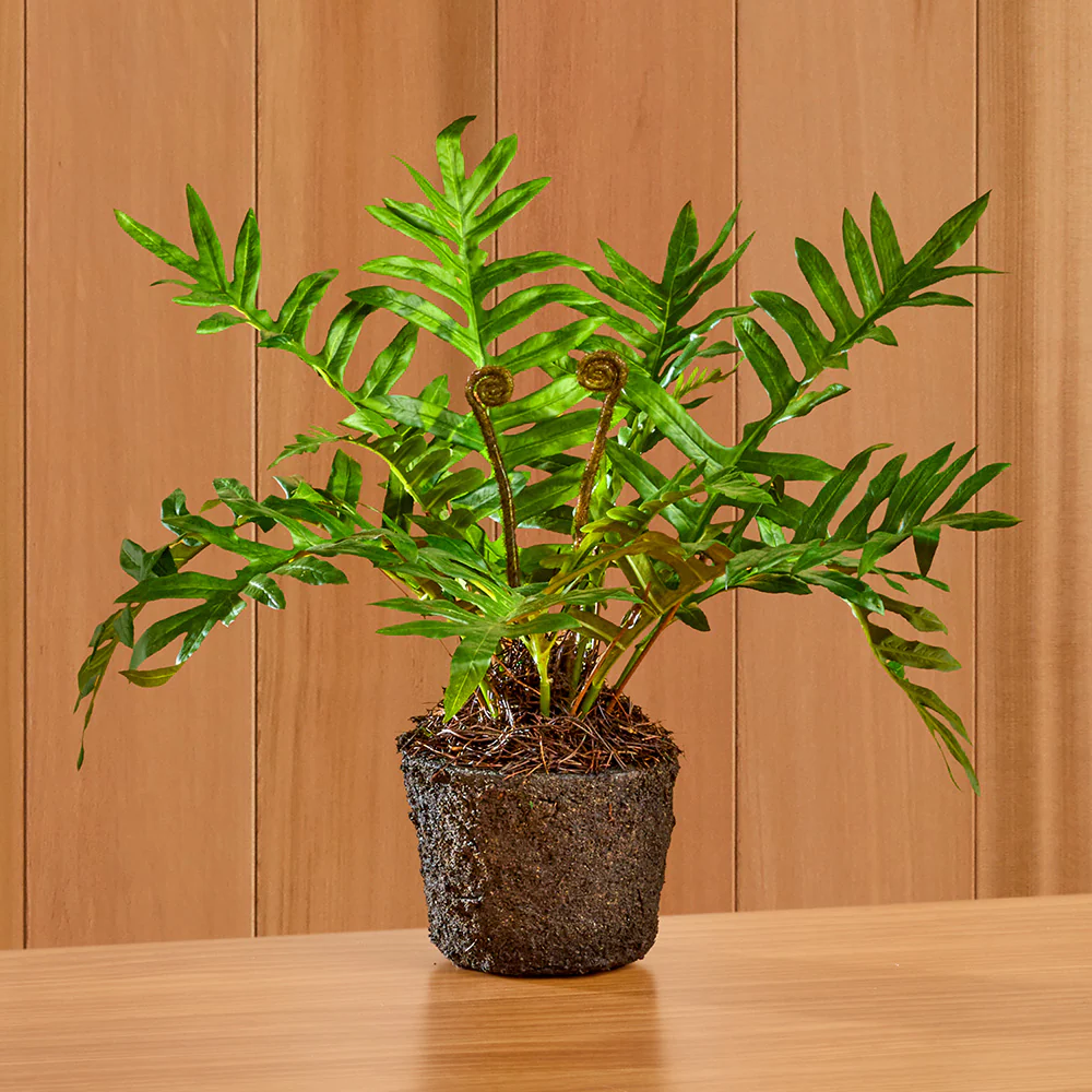 Napa Home & Garden Hare's Foot Fern Drop-In