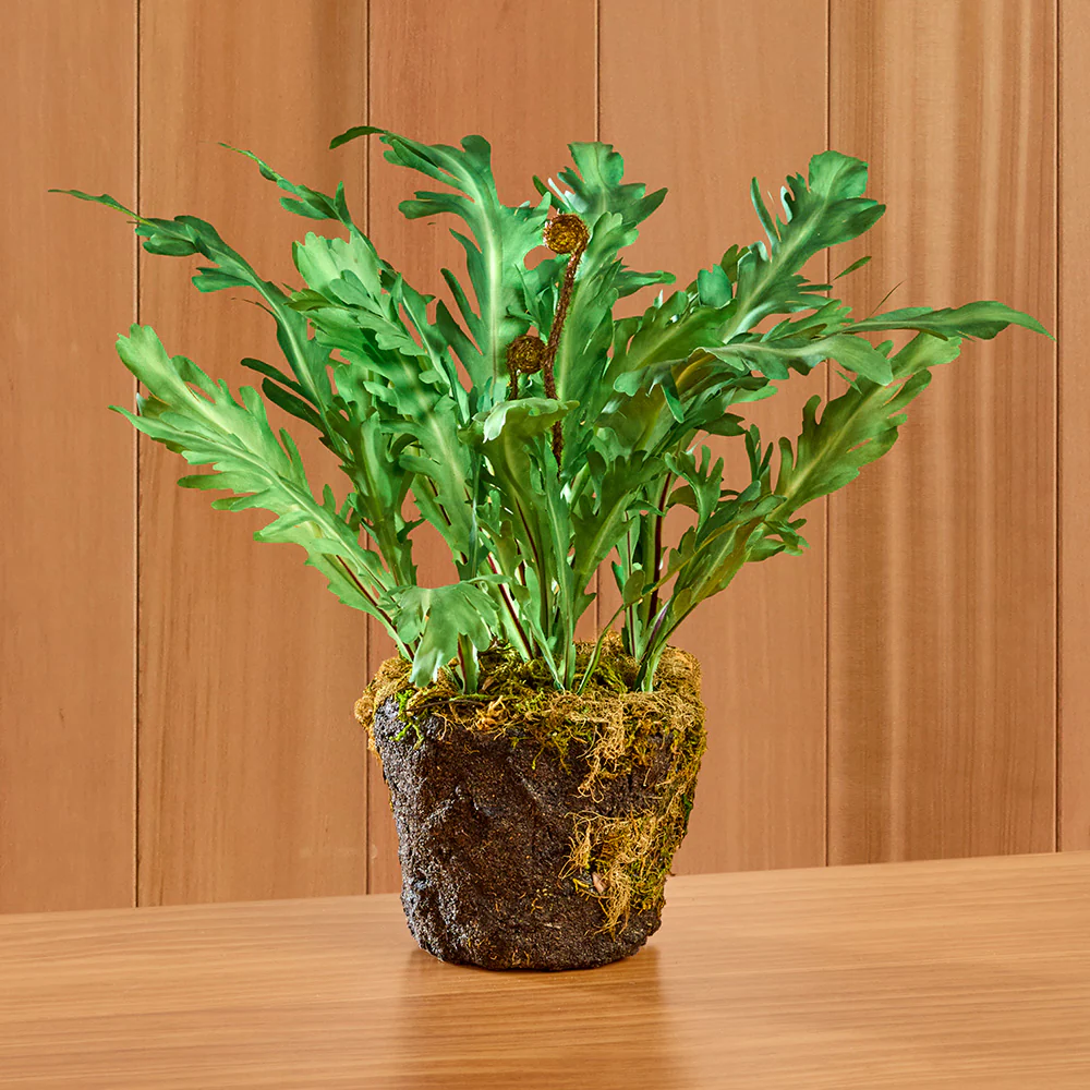 Napa Home & Garden Rabbit Foot Fern Drop-In