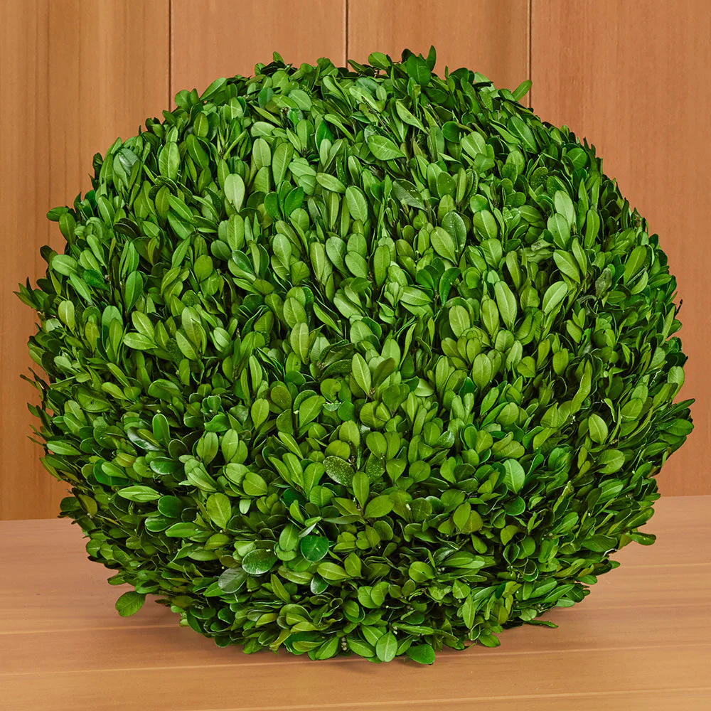 Preserved Boxwood Ball - Image 3