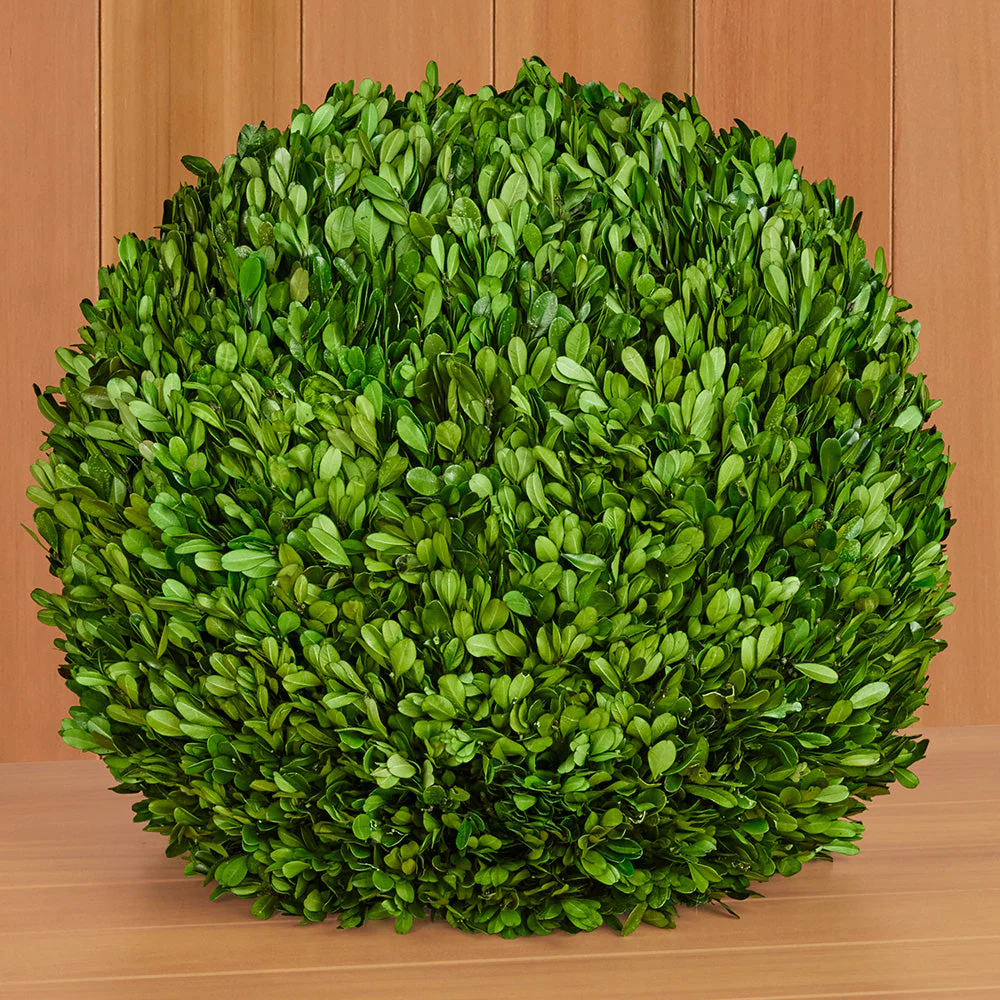 Preserved Boxwood Ball - Image 4