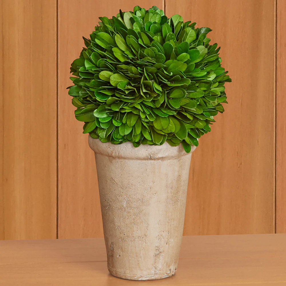 Preserved Boxwood Tabletop Topiaries - Image 2