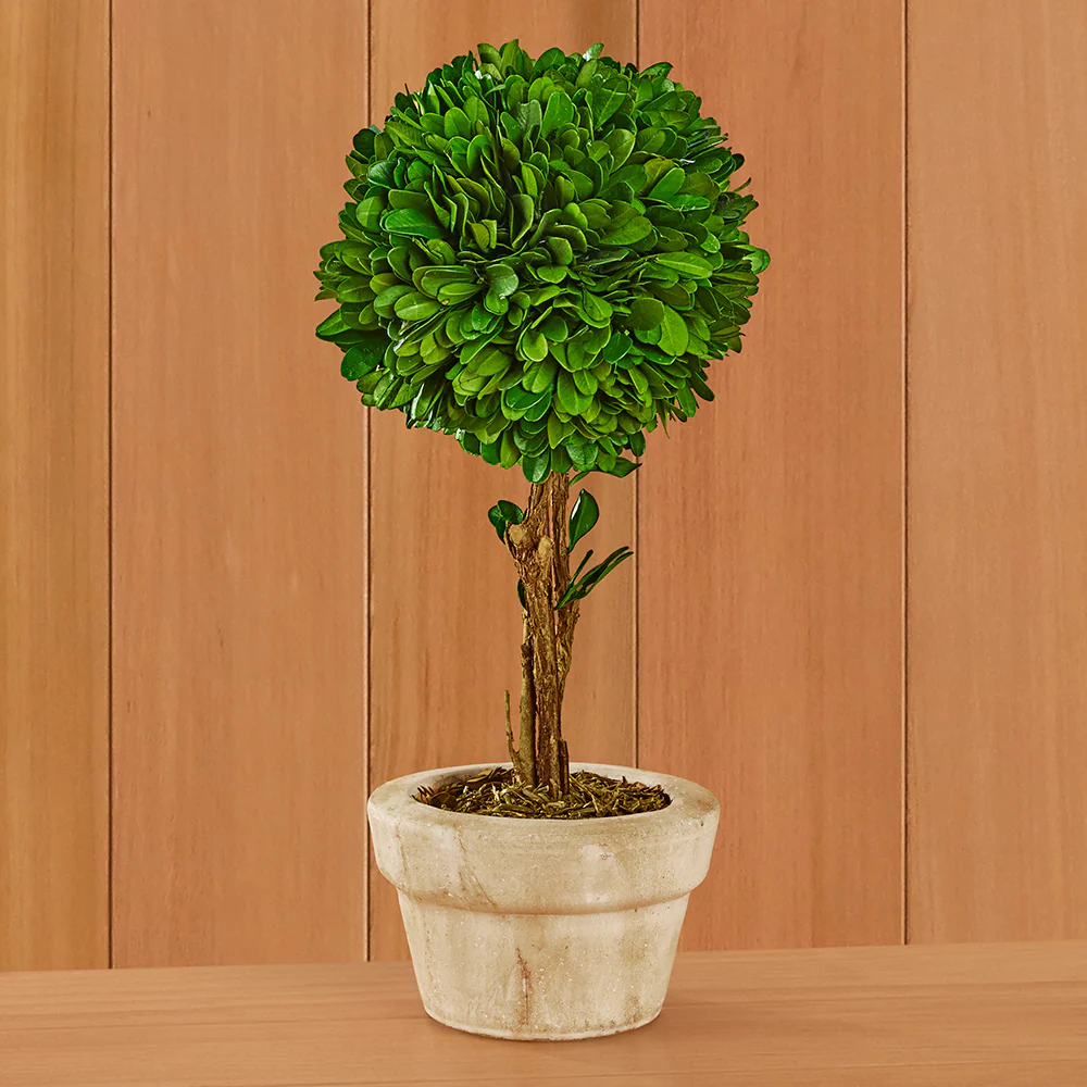 Preserved Boxwood Tabletop Topiaries - Image 5