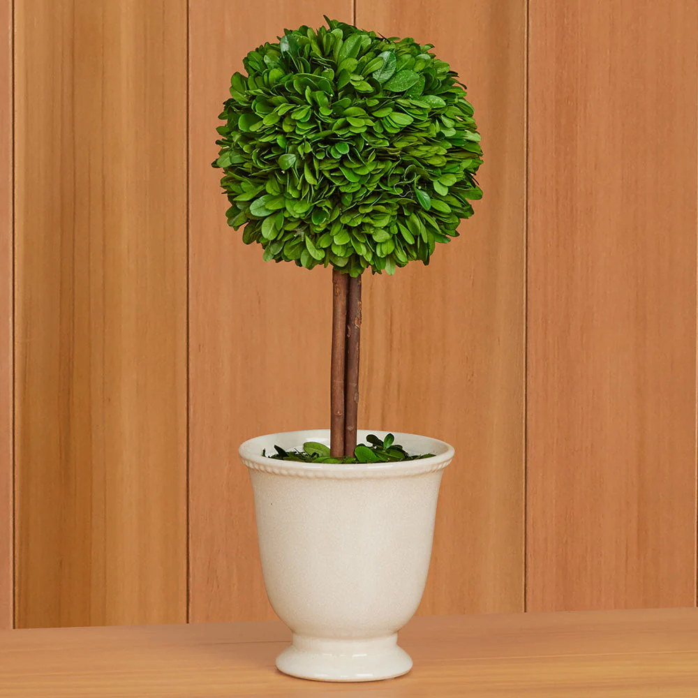 Preserved Boxwood Topiary in Crackled Ceramic Urn - Image 2