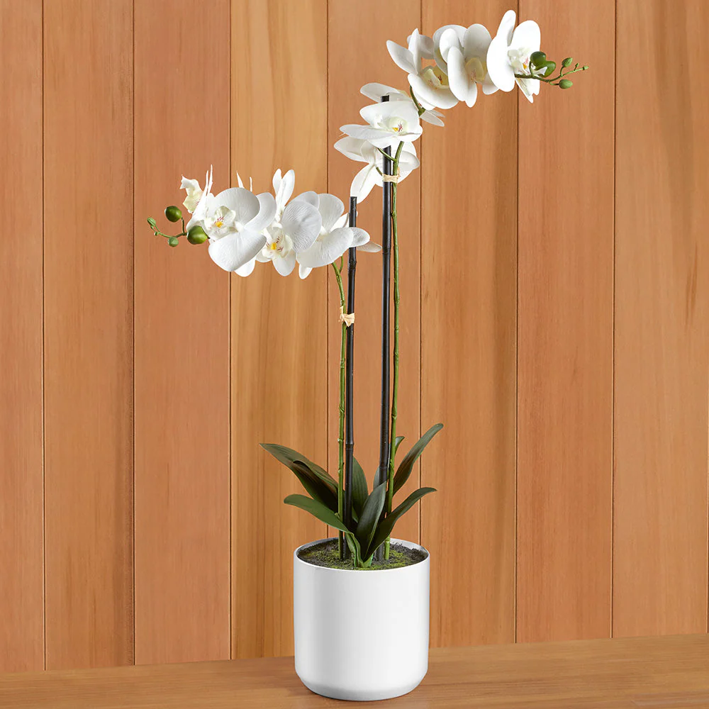 Real Touch White Phalaenopsis Potted Orchid - Image 2