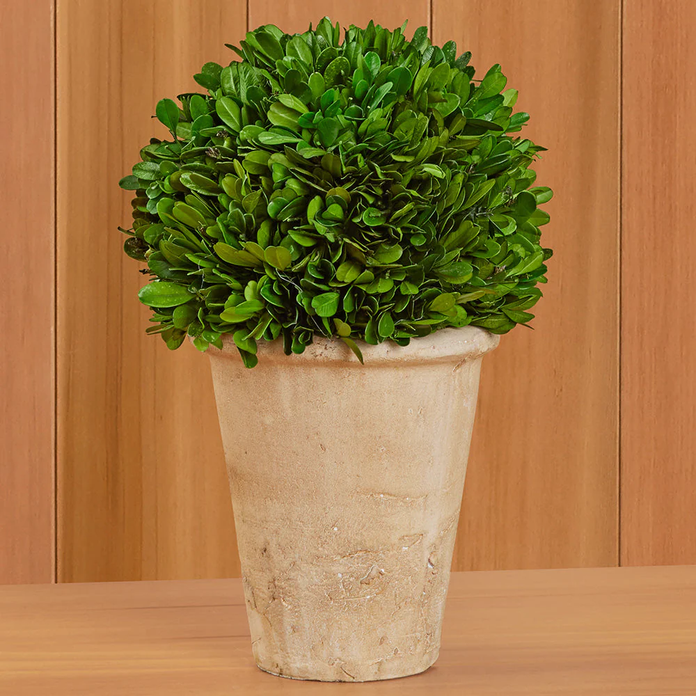 Tabletop Preserved Boxwood Topiaries - Image 3