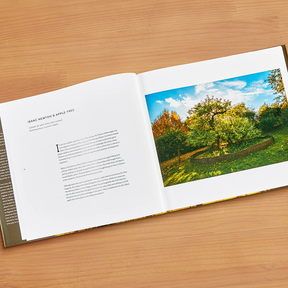 "Wise Trees" by Diane Cook and Len Jenshel - Image 2